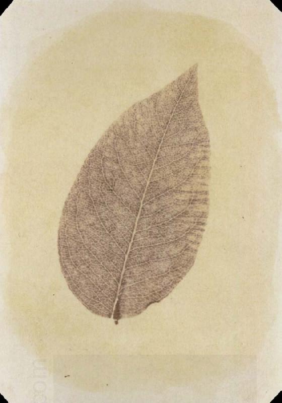 Willim Henry Fox Talbot Leaf with Its Stem Removed China oil painting art